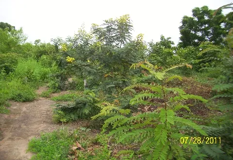 Construction Supervision of Roads, Fodder Banks, Markets, Storage Structures and Boreholes
